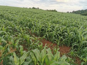 Sorgo BMR na kiszonke