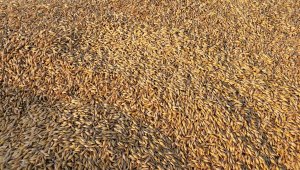 ziarno jęczmienia ozimego
