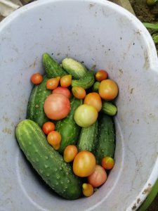 Ogórki i pomidory