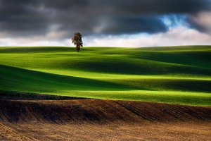 Pofalowane pole pszenicy w okolicy Malborka