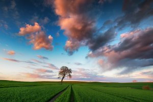 Pole pszenicy wiosną