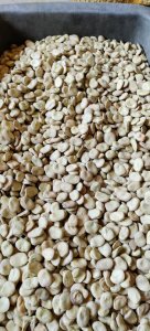 Bób Dragon z tegorocznych zbiorów 