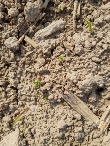 jęczmień ozimy kws higgins 27.09.2021