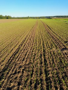 jęczmień ozimy kws higgins 30.09.2021