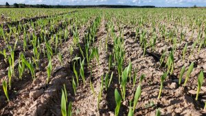 jęczmień ozimy kws higgins 30.09.2021