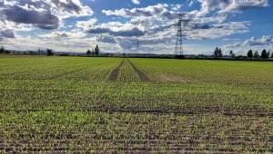 jęczmień ozimy kws higgins 30.09.2021