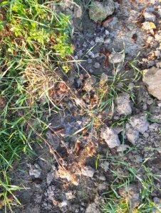 karmienie ślimaków na obrzeżach rzepaku