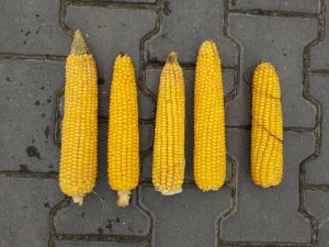 Kolby kukurydzy