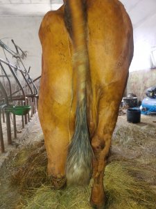 Krowa nie może ustać na nogę po przewróceniu