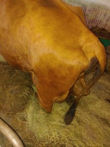 Krowa nie może ustać na nogę po przewróceniu