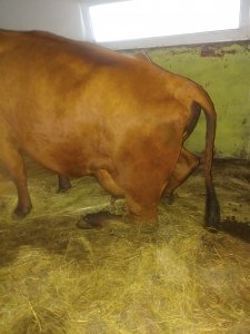 Krowa nie może ustać na nogę po przewróceniu