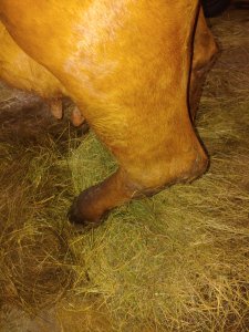 Krowa nie może ustać na nogę po przewróceniu