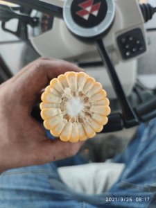 Kukurydza Farmoritz z farmsaat