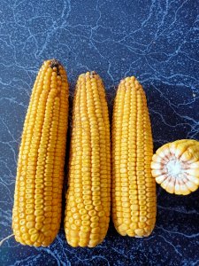 Kukurydza Mas 220.V