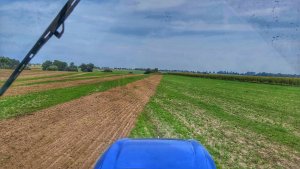 Likwidacja samosiewów