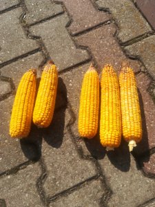 MAS 220V i  ES Inventive