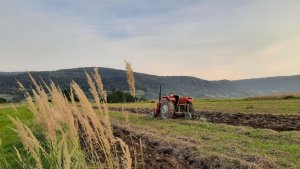 Massey Ferguson 255 & pług 3