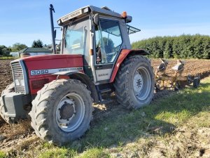 Massey Ferguson 3050 i pług rumptstad 