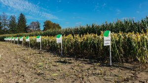 Poletka kukurydzy Syngenta