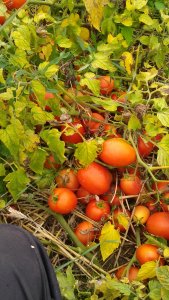 Pomidory  odmiana Dino