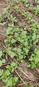 Poplon -Gorczyca Facelia oraz Rzodkiew oleista