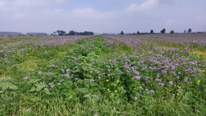 Poplony: Facelia i słonecznik - 28.09.2021