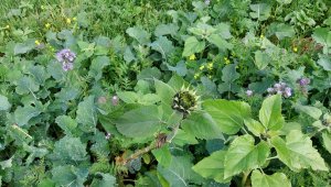 Poplony: Facelia i słonecznik - 28.09.2021