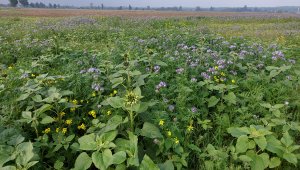 Poplony: Facelia i słonecznik - 28.09.2021