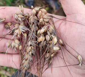 Porośnięta pszenica