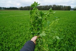 PROTAFIX mieszanka koniczyn 8 tygodni od siewu