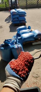 Przygotowanie pszenicy do siewu-Rotax 