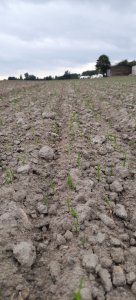 Pszenica ozima Delawar