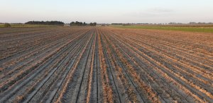 Rzepak ES Capello o zachodzie słońca