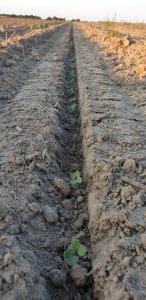 Rzepak ES Capello o zachodzie słońca