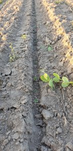 Rzepak ES Capello o zachodzie słońca