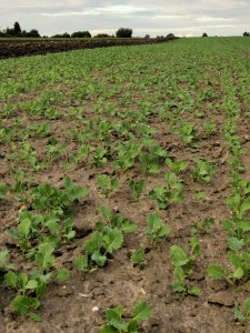 Rzepak Gemini i Kepler