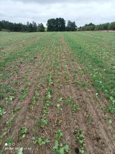 Rzepak KWS luciano&umberto