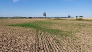 rzepak LG ambasador 05.09.2021