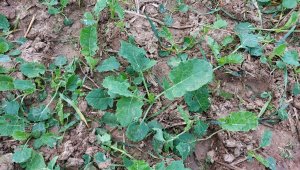 rzepak LG architekt 21.09.2021