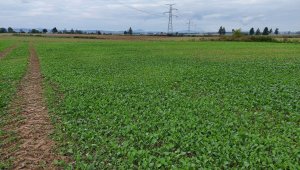 rzepak LG architekt 21.09.2021