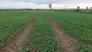 rzepak LG architekt 21.09.2021