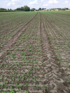 rzepak odmiana Umberto