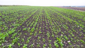 Rzepak ozimy Chrobry