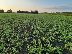 rzepak ozimy Dominator