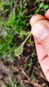 Rzepak ozimy LG Ambassador - 25.09.2021