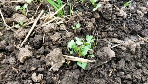 Rzepak ozimy LG Ambassador - 25.09.2021