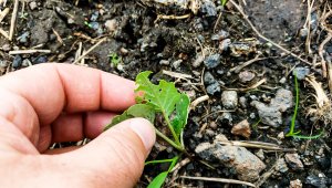 Rzepak ozimy LG Ambassador - 25.09.2021