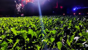 Rzepak ozimy LG Ambassador - 25.09.2021