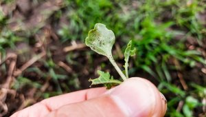 Rzepak ozimy LG Ambassador - 25.09.2021