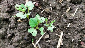 Rzepak ozimy LG Ambassador - 25.09.2021